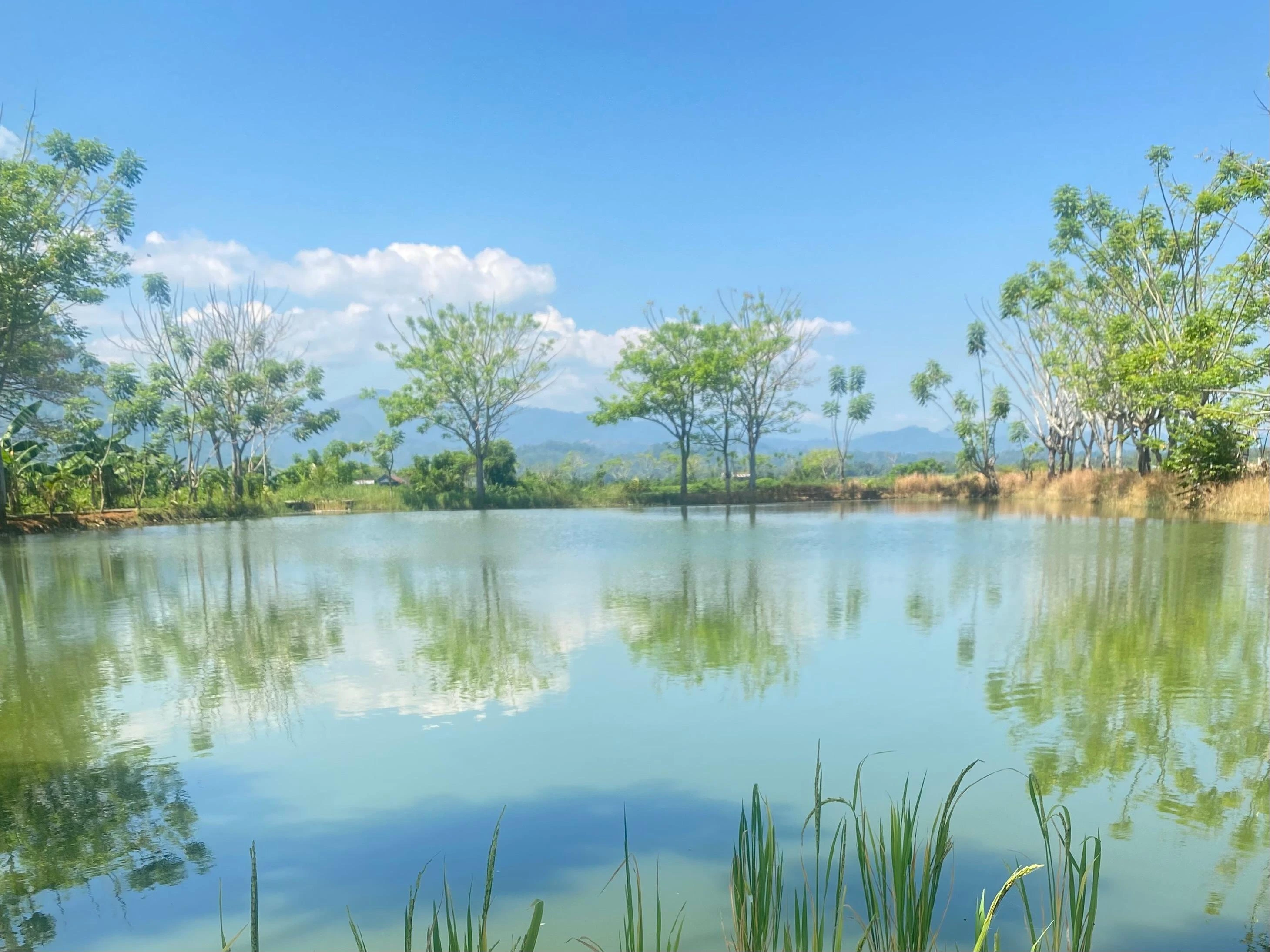 Panorama Kolam & Vegetasi
